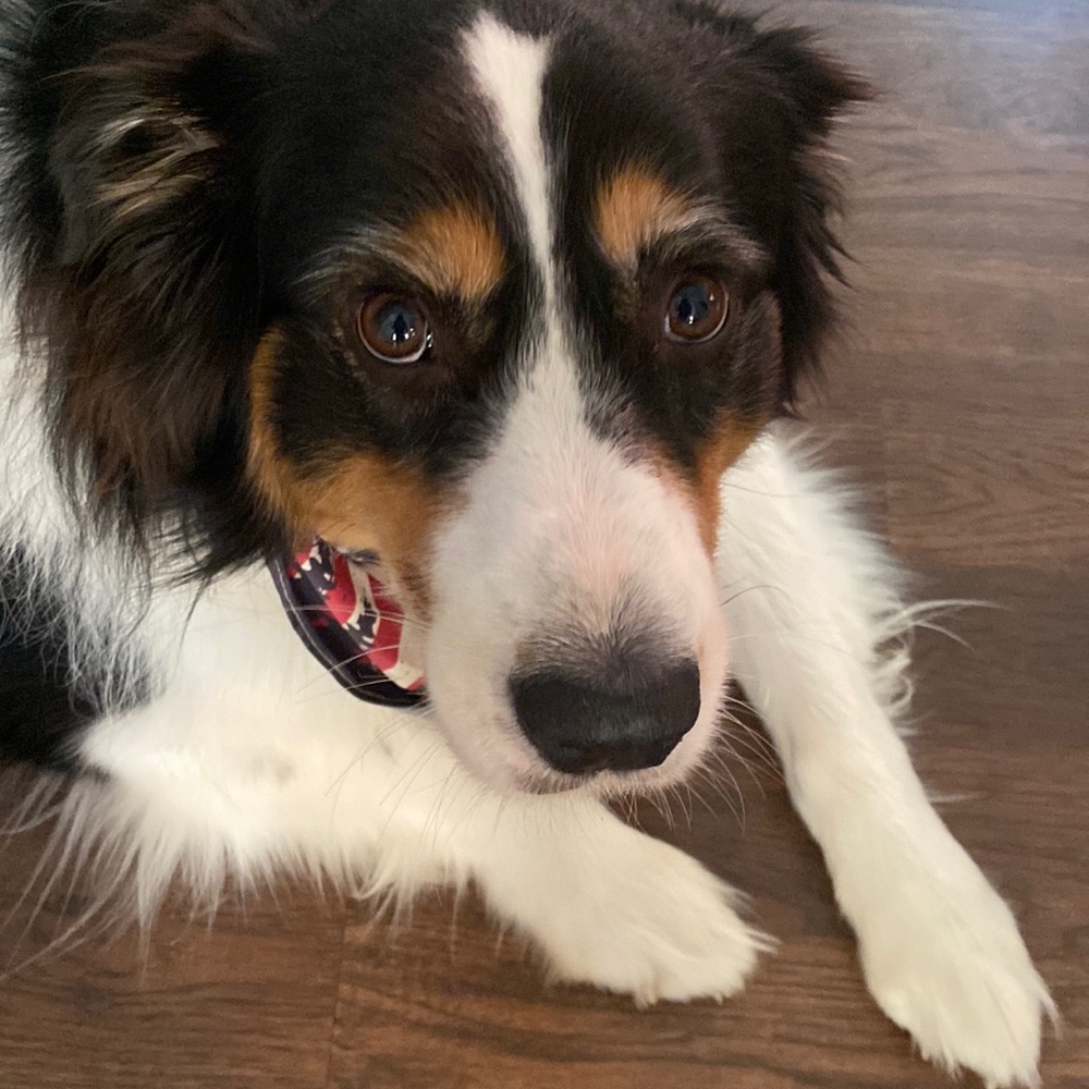 Australian Shepherd